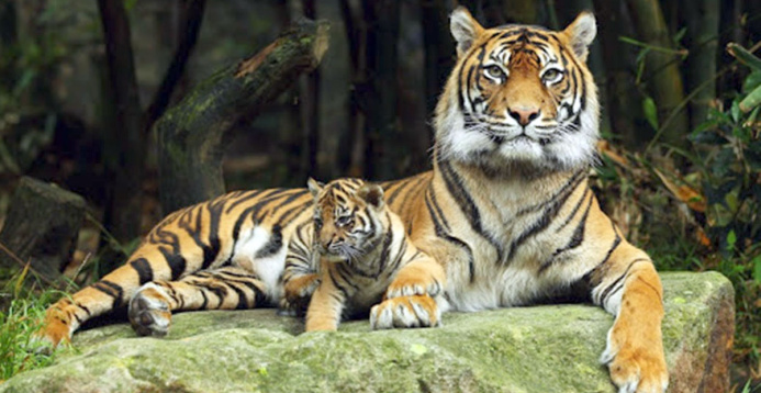  Is it possible to “resurrect” the Caspian tigers?