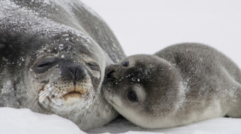About 700 dead seals were found on the shore of the Caspian Sea in Dagestan