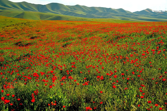  Environmental projects of Turkmen students deserve the highest mark of the international jury