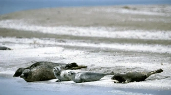 Caspian seals will be counted in Russia