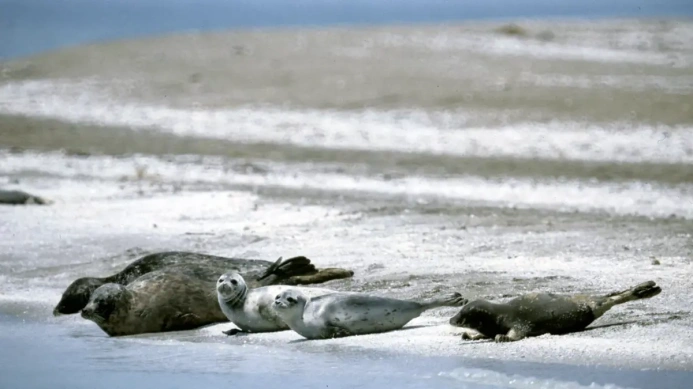  Caspian seals will be counted in Russia