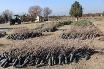 FAO promotes the implementation of the National Forest Program in Turkmenistan