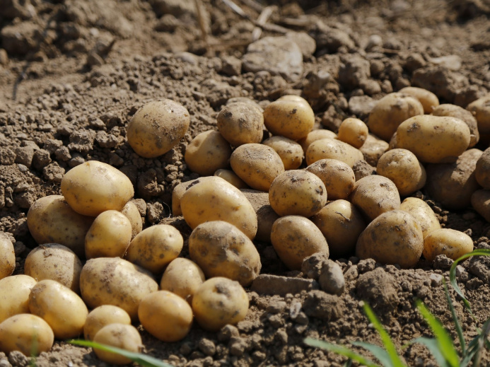  Balkan velayat farmers harvest over 22,000 tons of potatoes