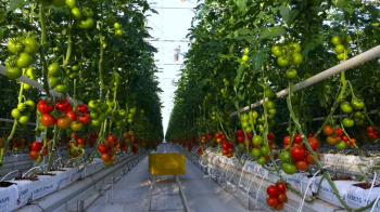 Türkmenistan Gyrgyzystana 80 % gowrak pomidor importyny üpjün etdi