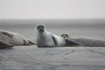 Iran is developing programs to protect Caspian seals
