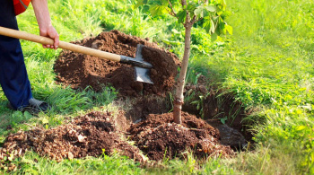 Experts from Central Asian countries discussed the creation of forests and "green" belts in Kazakhstan