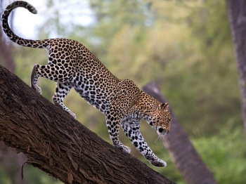 To save the leopard – a regional strategy is being prepared for range states