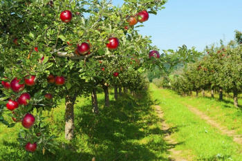 Aşgabatdaky agrotehniki okuw maslahatynyň diňleýjileri alma bagçylygyny ýetişdirip bilerler