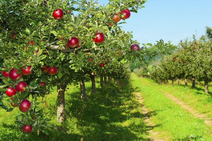  Students of an agrotechnical seminar in Ashgabat scratch to grow an apple orchard from scratch