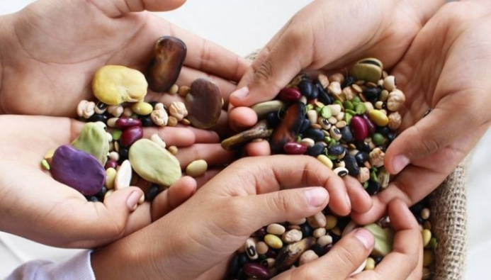  Cultivation of Leguminous Crops Expanding in Dashoguz Velayat