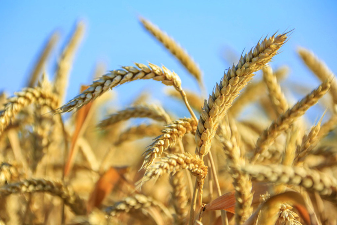  Wheat harvest will begin in Turkmenistan on June 2