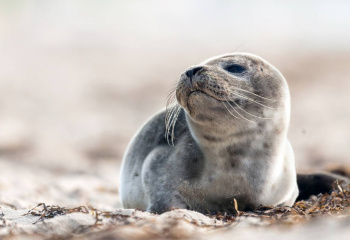 Mass death of Caspian seals could have been caused by a prolonged storm