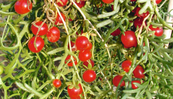 Chagemic is a Turkmen wonder of the botanical world