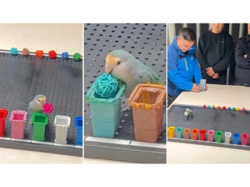Hytaýly toty guşy Ginnessiň rekordlar kitabyna girizildi
