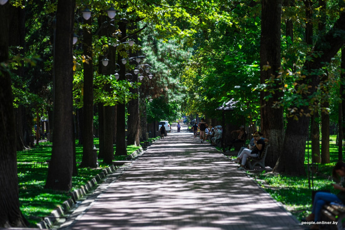  Trees in Bishkek will receive a "medical card" and will be entered in the digital register